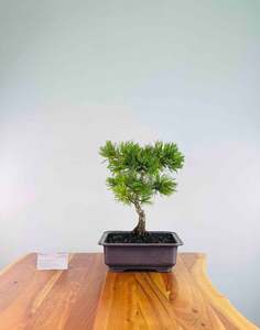 Japanese White Pine (Pre-Developed)