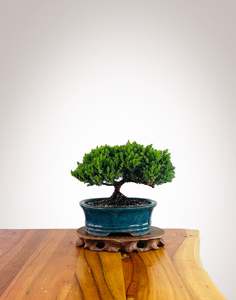 Japanese Juniper 2025X085