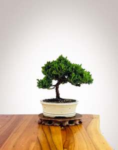 Xmas 2025: Japanese Juniper 2025X084