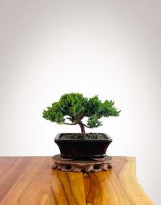 Xmas 2025: Japanese Juniper 2025X083