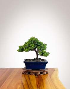 Xmas 2025: Japanese Juniper 2025X082