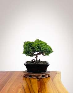 Japanese Juniper 2025X081