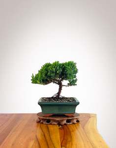 Xmas 2025: Japanese Juniper 2025X080