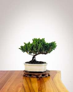 Japanese Juniper 2025X079