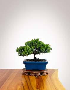Japanese Juniper 2025X077