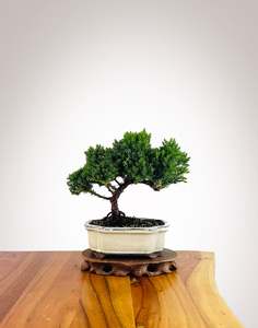 Xmas 2025: Japanese Juniper 2025X076