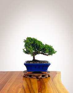 Xmas 2025: Japanese Juniper 2025X073