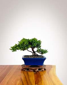 Xmas 2025: Japanese Juniper 2025X072