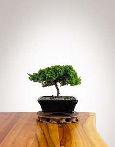 Xmas 2025: Japanese Juniper 2025X068