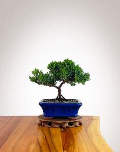 Xmas 2025: Japanese Juniper 2025X067