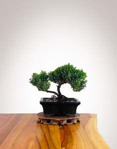 Xmas 2025: Japanese Juniper 2025X066