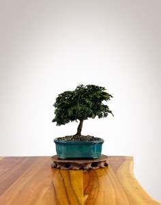 Xmas 2025: Japanese Cypress 2025X065