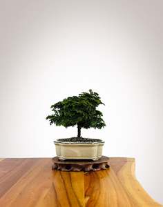 Xmas 2025: Japanese Cypress 2025X064