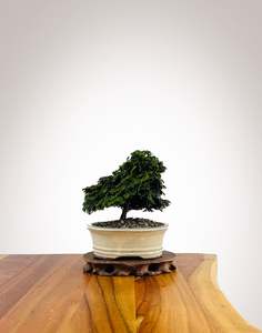 Xmas 2025: Japanese Cypress 2025X063