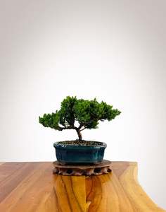 Japanese Juniper 2025X061