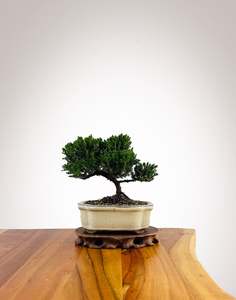 Japanese Juniper 2025X060
