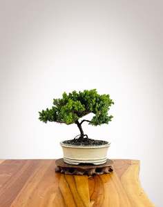 Japanese Juniper (JJ2602041)