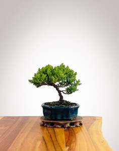 Japanese Juniper (JJ2602039)