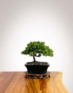 Japanese Juniper (JJ2602038)