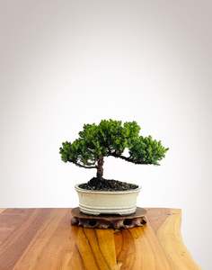 Japanese Juniper (JJ2602036)