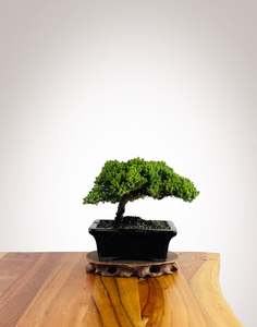 Japanese Juniper (JJ2602034)