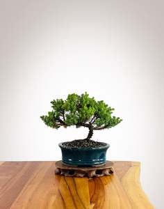 Japanese Juniper (JJ2602033)