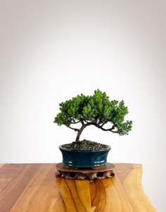 Japanese Juniper (JJ2602032)