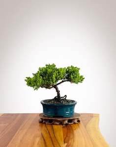 Japanese Juniper (JJ2602029)