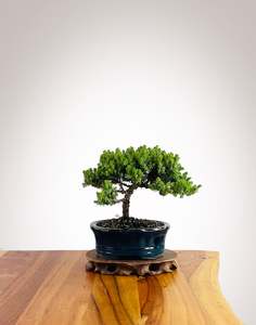 Japanese Juniper (JJ2602027)