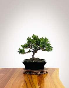 Japanese Juniper (JJ2602026)