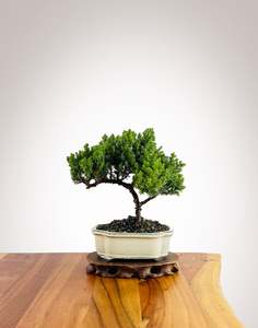 Japanese Juniper (JJ2602025)