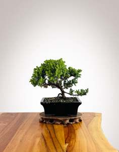Japanese Juniper (JJ2602023)