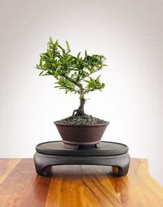 Japanese Juniper: Firethorn (FT2602005)