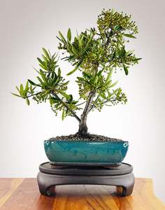 Firethorn (FT2602004)