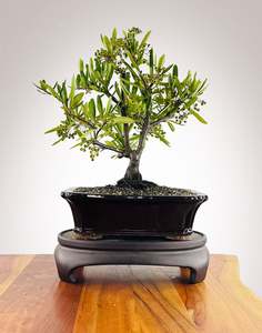 Firethorn (FT2602002)