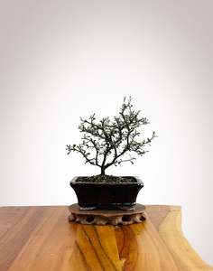 Corokia Nz Native: Corokia 2025X001