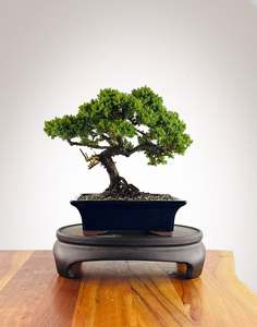 Japanese Juniper (JJ2602022)