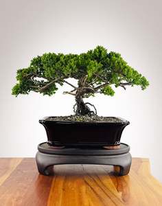 Japanese Juniper (JJ2602021)