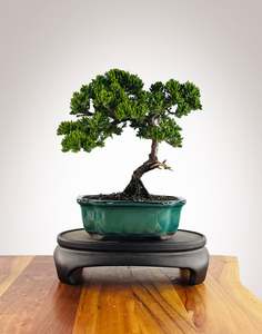 Japanese Juniper (JJ2602018)