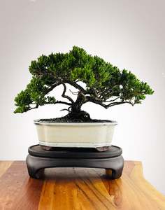 Japanese Juniper (JJ2602017)