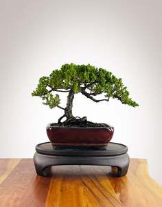 Japanese Juniper (JJ2602015)