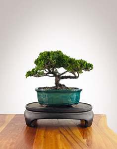 Japanese Juniper (JJ2602014)