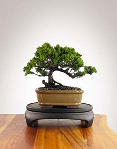 Japanese Juniper (JJ2602013)