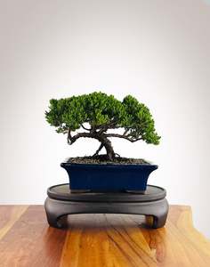 Japanese Juniper (JJ2602011)