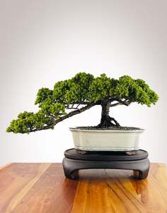 Japanese Juniper (JJ2602009)