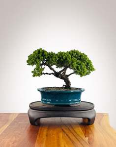 Japanese Juniper (JJ2602008)