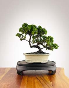 Japanese Juniper (JJ2602007)