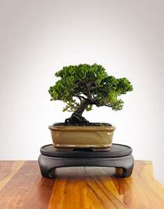 Japanese Juniper (JJ2602006)