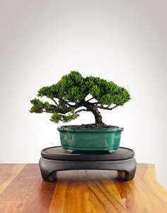 Japanese Juniper (JJ2602005)