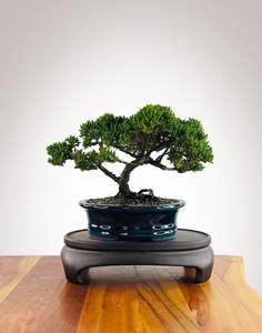 Japanese Juniper (JJ2602004)